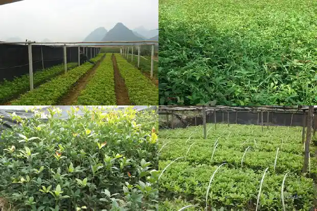门口种桂花树有什么坏处吗1684199157814