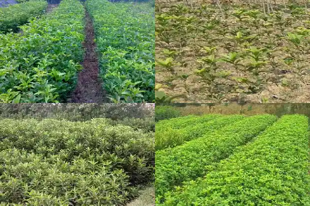 桂花树种子的药用价值和作用是什么1688693864784