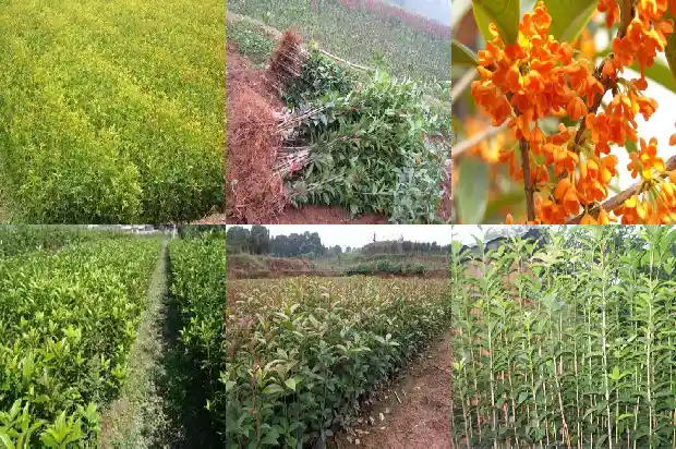 别人家种的桂花树在我家门口好不好呀1684199179507