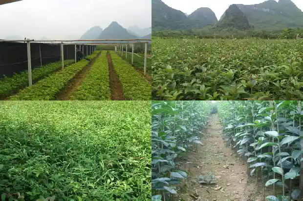 家门口种桂花树可以吗1684199191387
