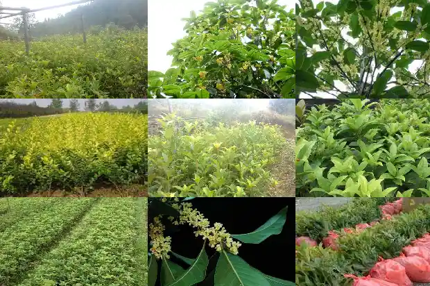 房子后面种桂花树有什么说法吗1684199203322