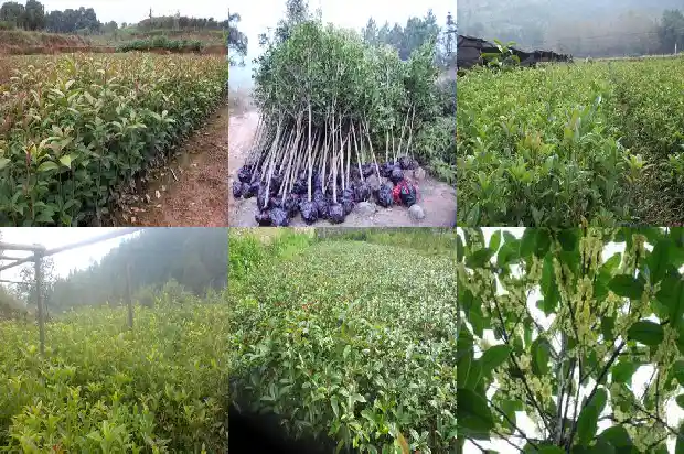 房子后面种桂花树有什么说法吗1684199203416