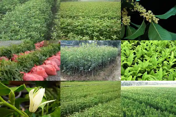 房子后面种桂花树有什么说法没1684199214846