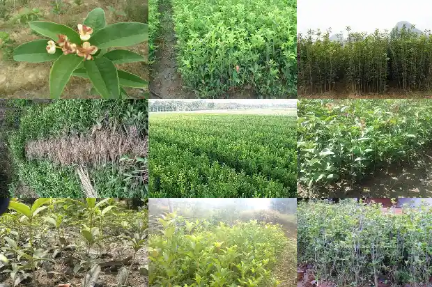 房子后面种桂花树有什么说法没1684199214893