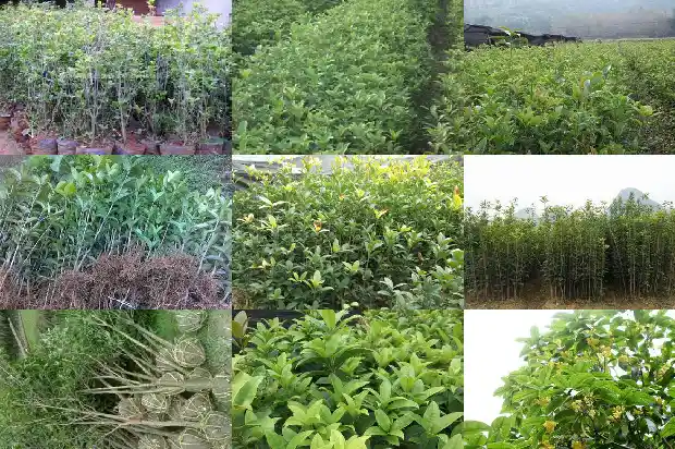 房子后面种桂花树有什么说法没1684199214940