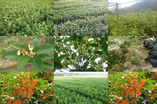 房子后面种桂花树有什么说法没1684199214988