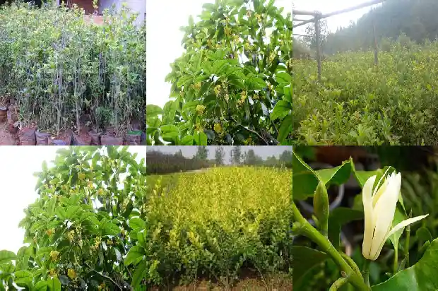 桂花树种在房子后面还是前面1684199222483