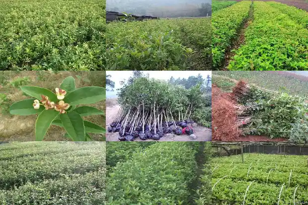 风水上为什么门口不能栽一棵桂花树1684199230046