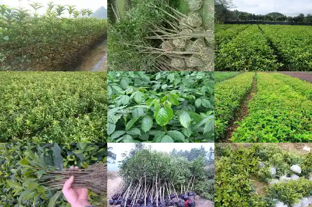 房子门前种桂花树好不好1684199239586