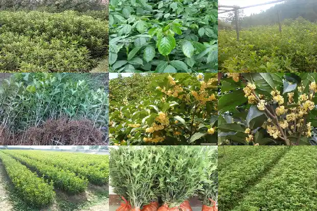 房子门前种桂花树好不好1684199239634