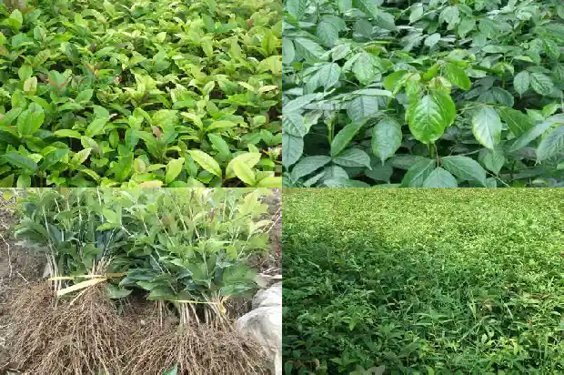 家门口种桂花树对风水好不好呀1684199249312