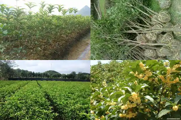 家门口种哪种桂花树最好呢1684199259055