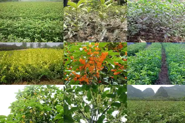 桂花树在什么时候移栽1690245503849