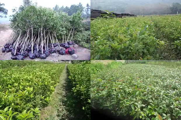 桂花树种家门口哪边好1684199270773