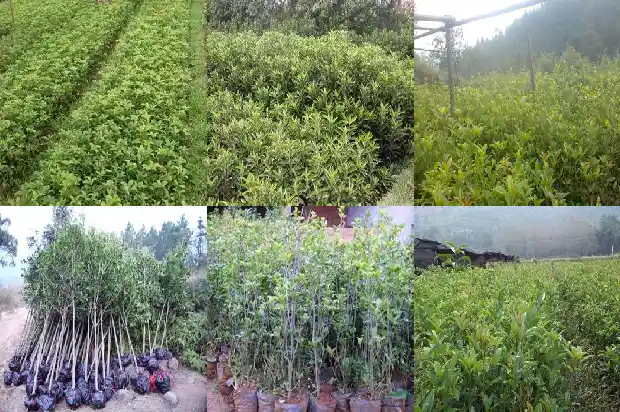 桂花树种家门口哪边好1684199270821