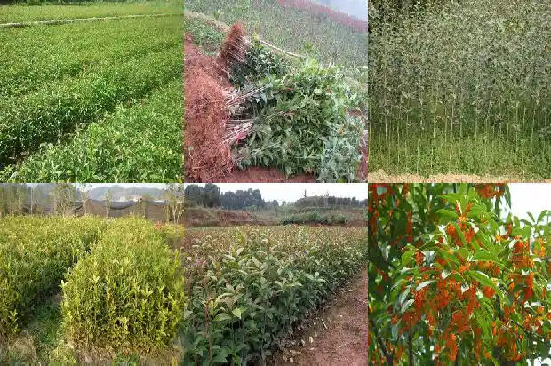门口栽一棵桂花树好吗1684199297840