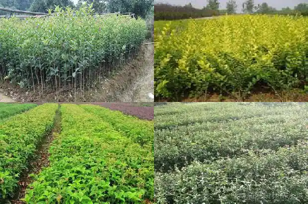 门口栽一棵桂花树好吗1684199297935