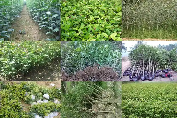 桂花树价格多少钱一斤啊1689577279653