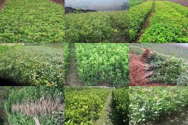 大门正前方有棵桂花树好吗1684199307313