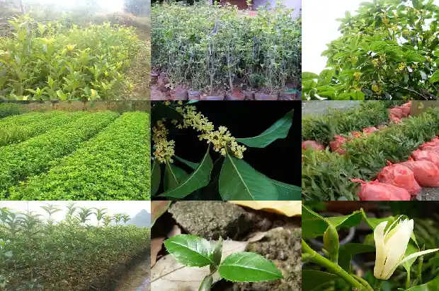 自家庭院栽哪种桂花树比较好养1688432871746