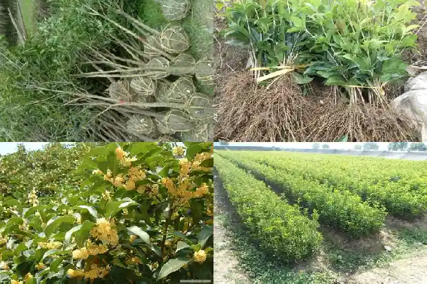 桂花树对着大门中间好不好1684199315813
