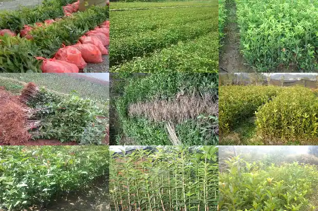 大门口正对一颗桂花树好不好1684199322988