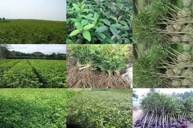 大门口正对一颗桂花树好不好1684199323036