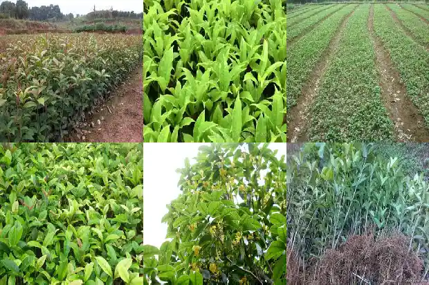 桂花陈皮茶功效与作用禁忌症1689208185930