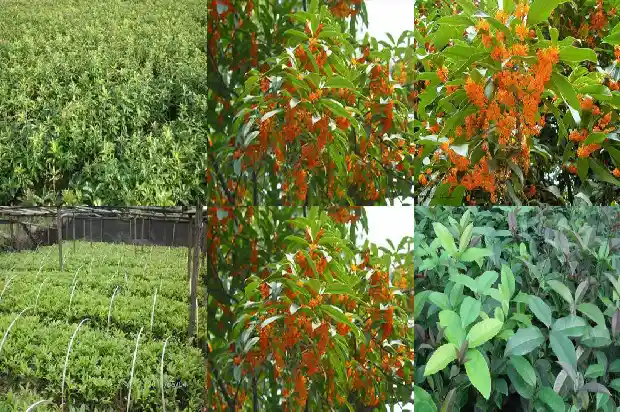 桂花树的尺寸1689726660871