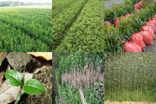 门前有两棵桂花树好不好1684199344615