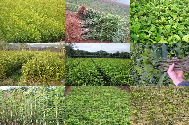 门前有两棵桂花树好不好1684199344663