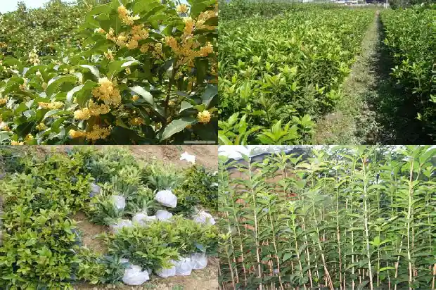 门前有一颗桂花树风水好不好1684199356439
