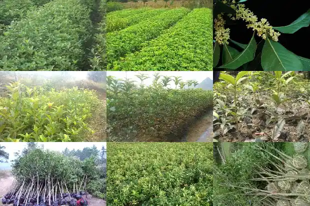 门前有一颗桂花树风水好不好1684199356487