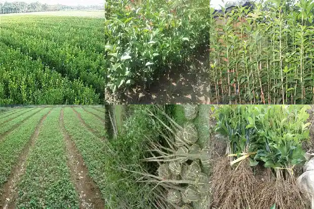 门前有一颗桂花树风水好不好1684199356535