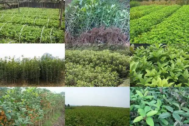 门前有一颗桂花树风水好不好1684199356582