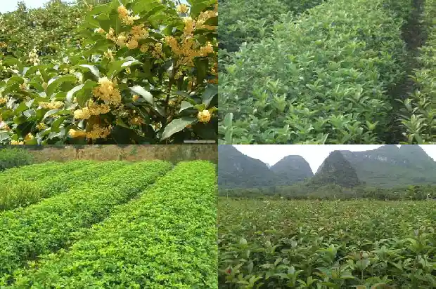家里养桂花树的寓意和象征意义1684199368636