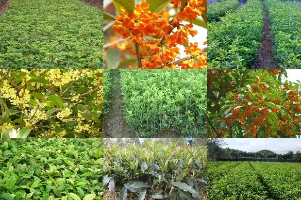 桂花有保质期吗?1689313134334