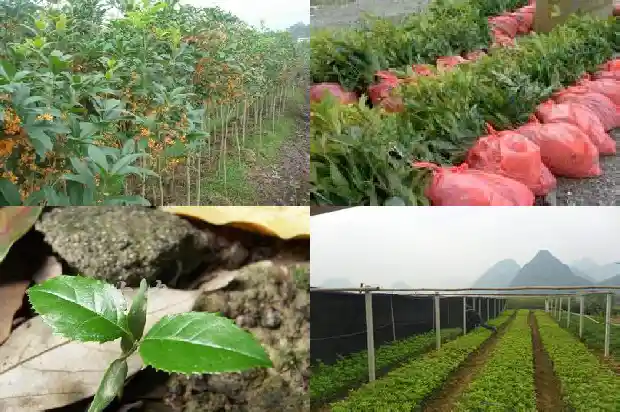 家有桂花树好不好1684199399547