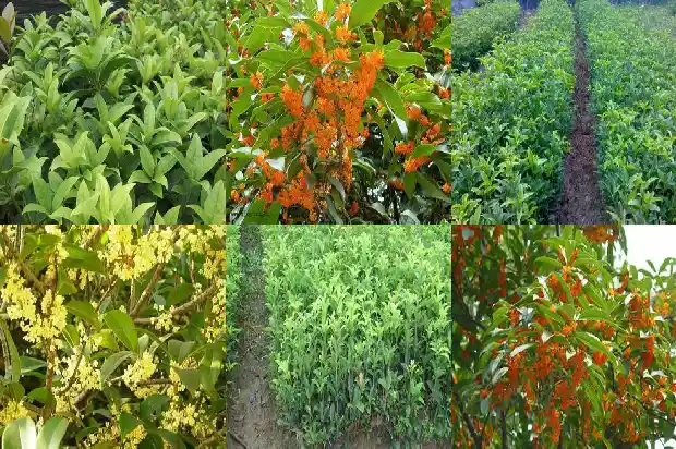 家有桂花树好不好1684199399642