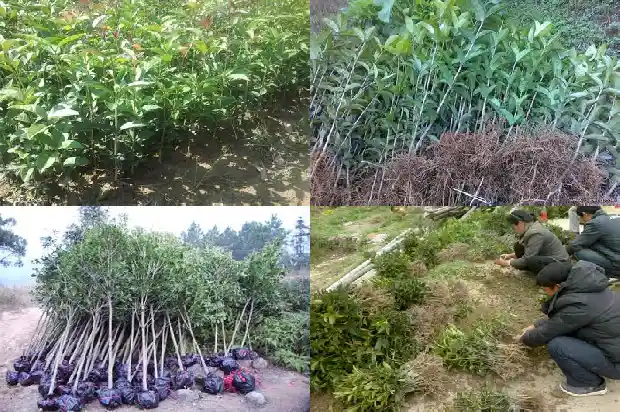 家门口种桂花树种左边还是右边1684199414196