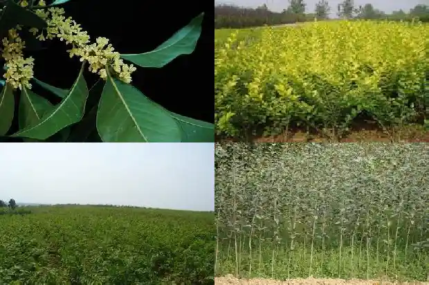 家门口栽桂花树好不好呢1684199423758