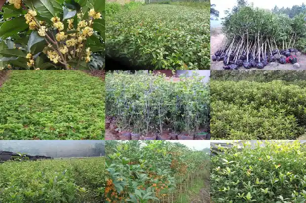 家门口栽桂花树好不好呢1684199423806