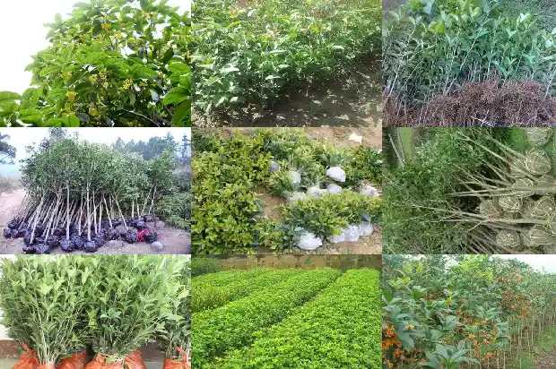 家门口栽桂花树好不好呢1684199423853
