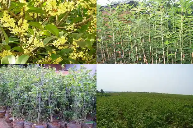 家里种植桂花树的说法是什么意思1684199442926