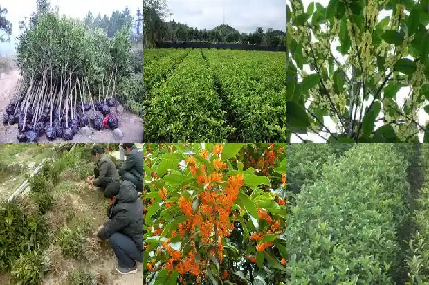 家里种植桂花树的说法是什么意思1684199442974