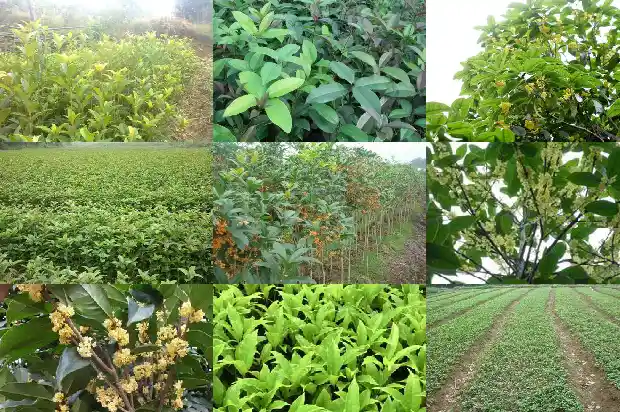 家里种植桂花树的说法是什么意思1684199443022