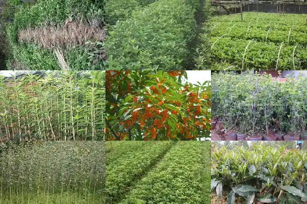 家里种植桂花树的说法有哪些呢1684199452648