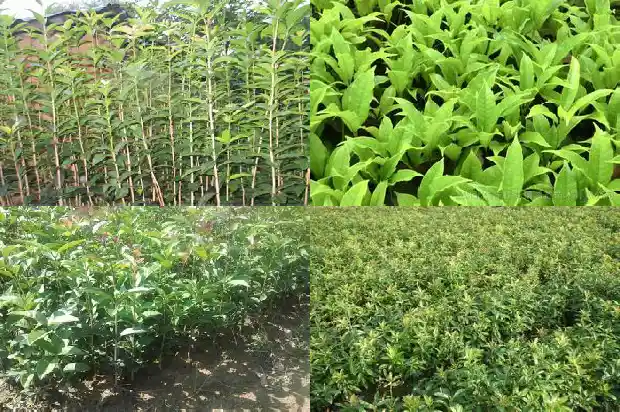 家里种植桂花树的说法有哪些呢1684199452695