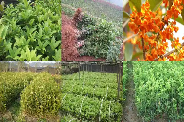 家里种植桂花树的说法有哪些呢1684199452742