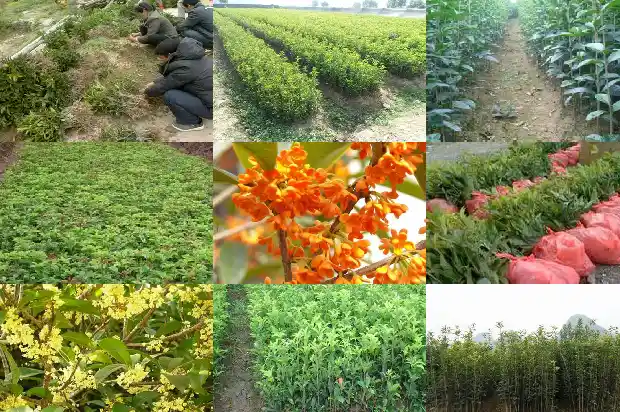 桂花茶有啥功效1689381094901